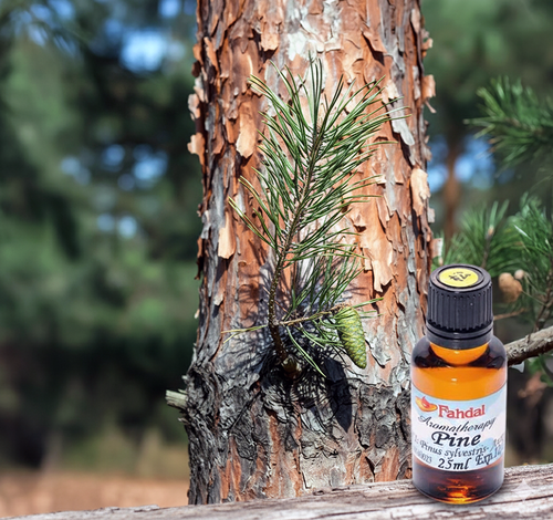 25ML 松樹 🌲✨