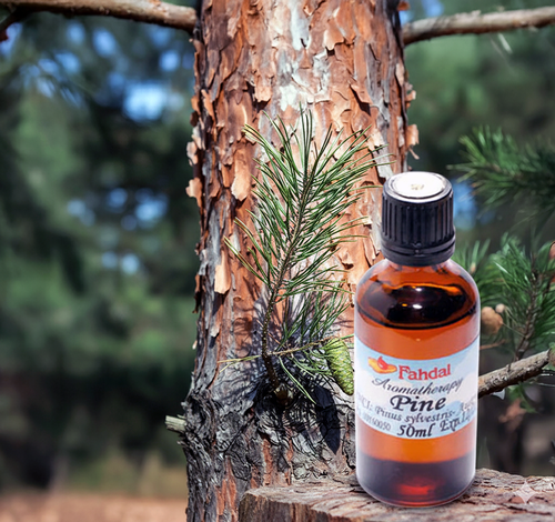 50ML 松樹 🌲✨