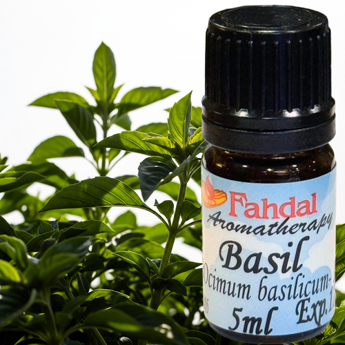 羅勒 5 ML  |⭐ 產品總覽|🍭 Fahdal精油|🌷 單方精油|▾芳香藥草類|⌵羅勒 BASIL 