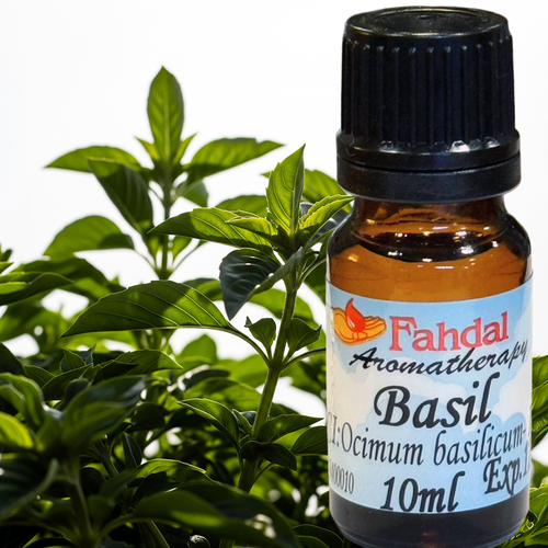 10ML 羅勒精油 🌿  |⭐ 產品總覽|🍭 Fahdal精油|🌷 單方精油|▾芳香藥草類|⌵羅勒 BASIL 