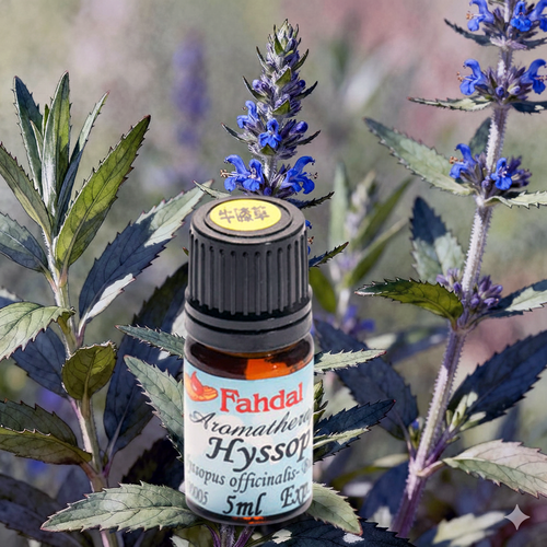 5ML 高地牛膝草產品圖