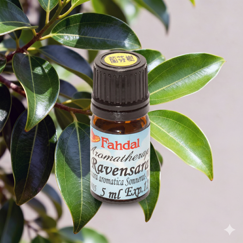 5ML 蘭芬樹🌿