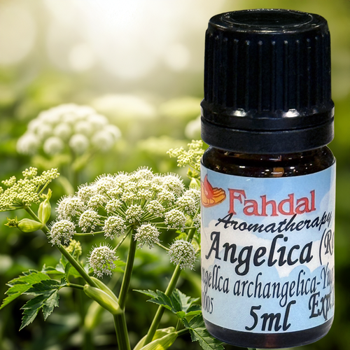 歐白芷 5ML  |⭐ 產品總覽|🍭 Fahdal精油|🌷 單方精油|▾根莖類|⌵歐白芷 ANGELICA 